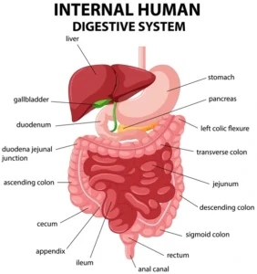 HUman digestive system