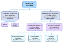 nervous system