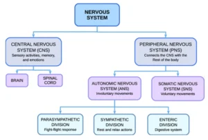 nervous system