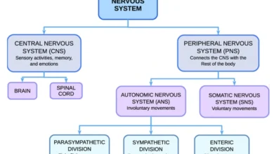 nervous system