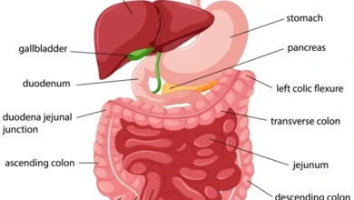 HUman digestive system