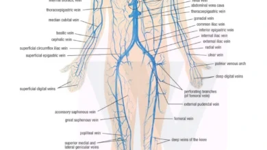 Veins of the Human Body