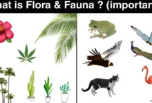 Importance of Flora and Fauna