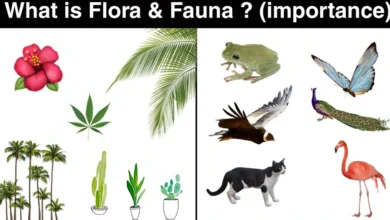 Importance of Flora and Fauna