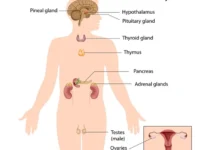 endocrine system