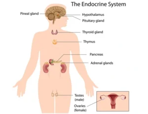 endocrine system