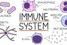 immune system