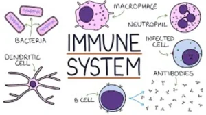 immune system