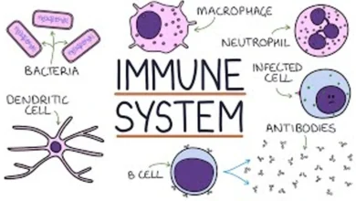 immune system