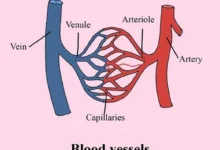 Blood Vessels