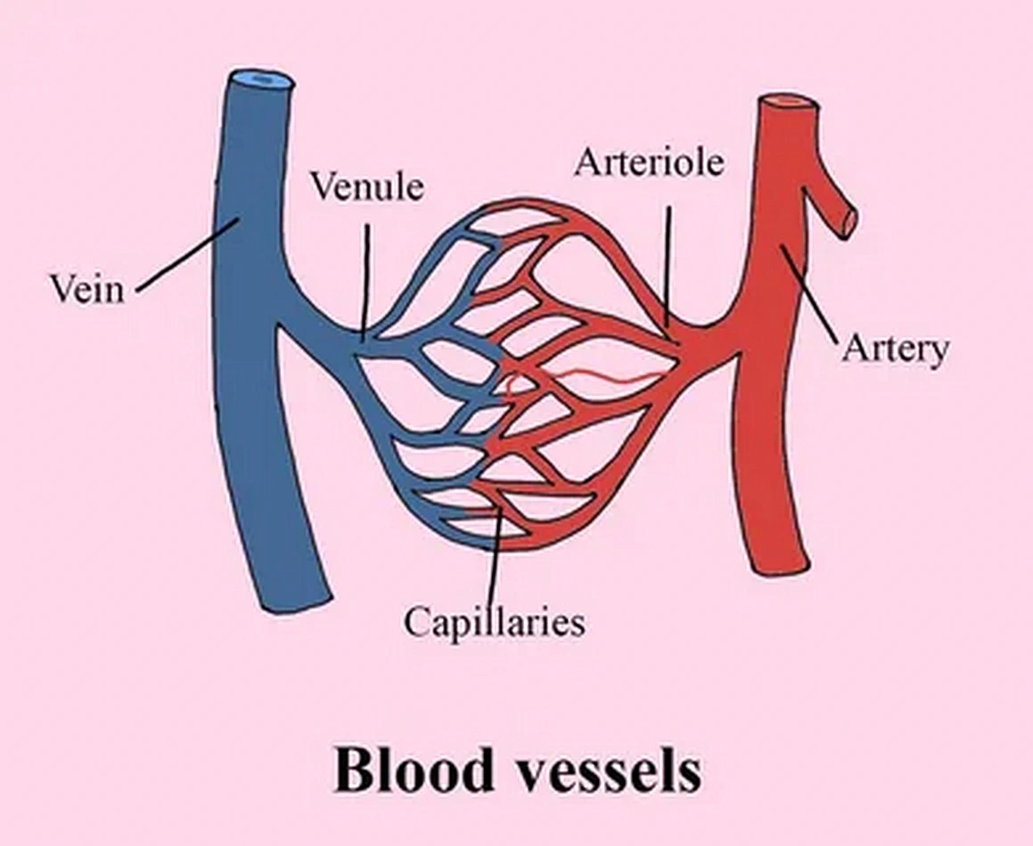 Blood Vessels