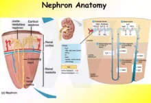 nephron anatomy