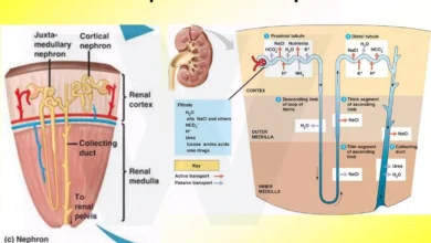 nephron anatomy