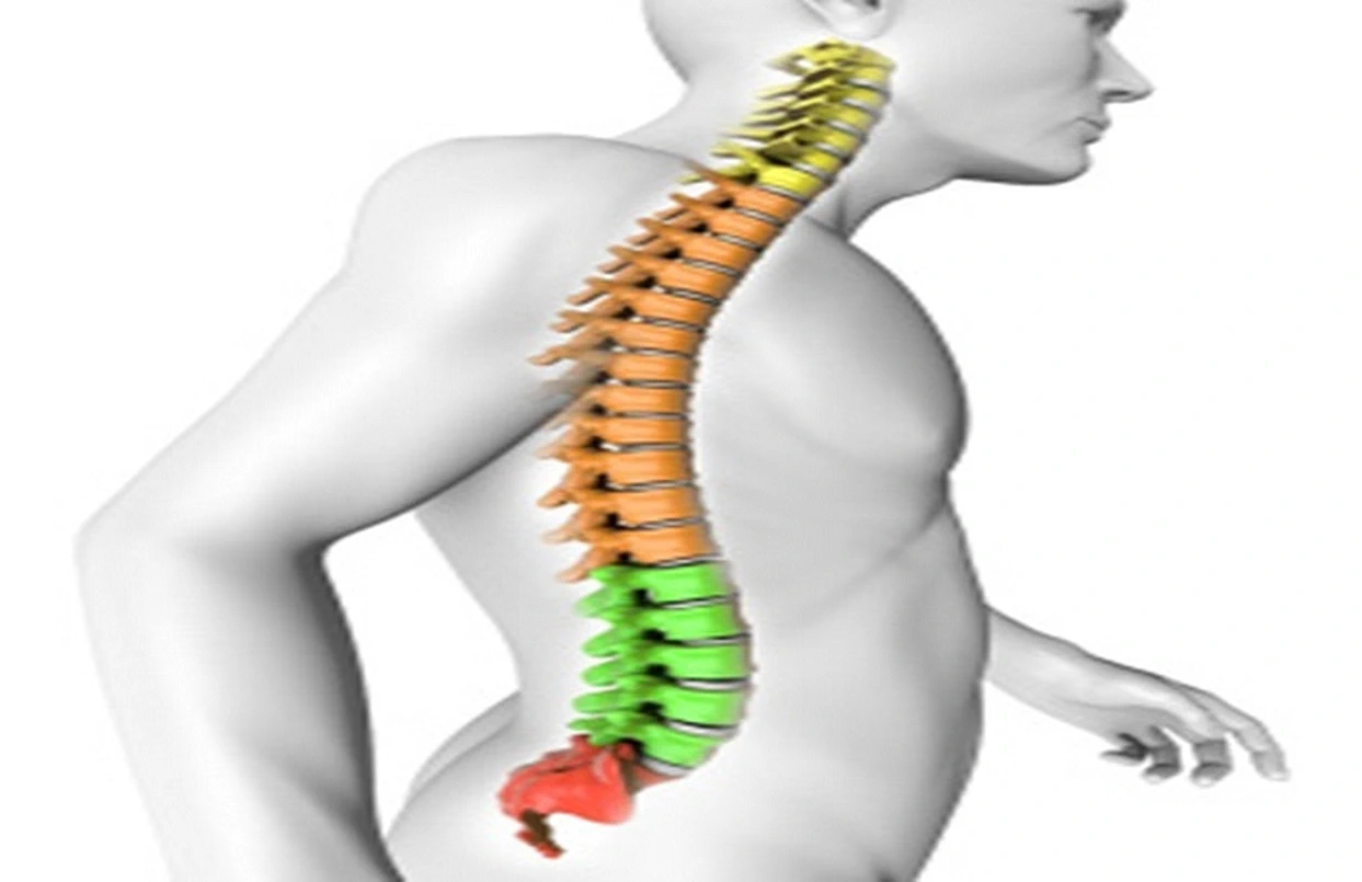 Vertebral Column