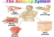 sensory system