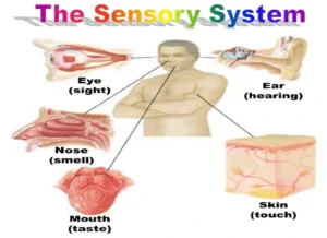 sensory system