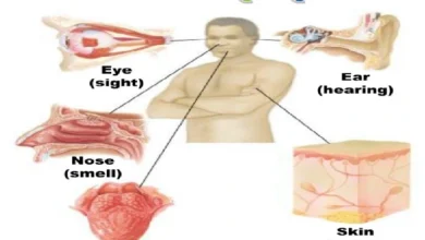 sensory system