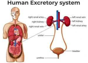 excretory system