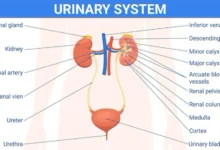 urinary system