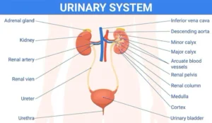 urinary system