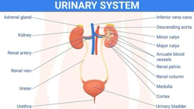 urinary system