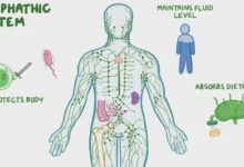 lymphatic system