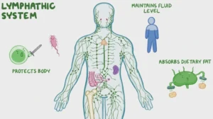 lymphatic system