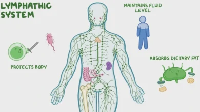 lymphatic system