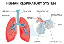 Respiratory System pdf