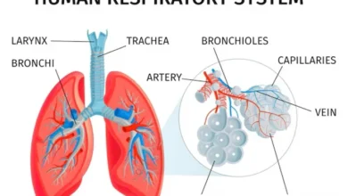 Respiratory System pdf