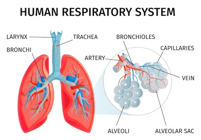 Respiratory System pdf