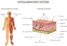 integumentary system