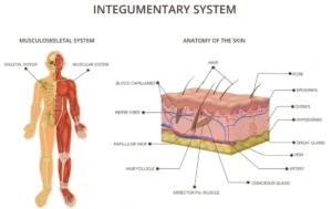 integumentary system