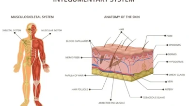 integumentary system