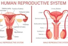 reproductive system