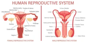 reproductive system