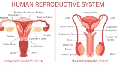 reproductive system