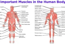 muscular system