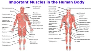 muscular system