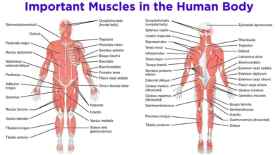 muscular system