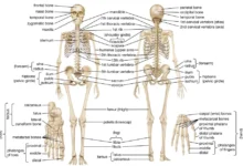 skeletal system