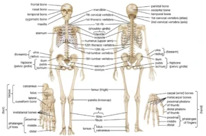 skeletal system