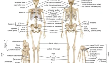 skeletal system