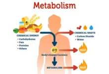 Importance of Metabolism