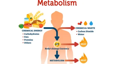 Importance of Metabolism