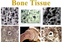 Bone Tissue