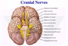 what are the 12 cranial nerves and functions