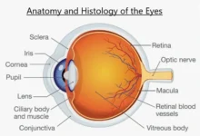 anatomy of eye