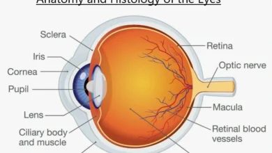 anatomy of eye