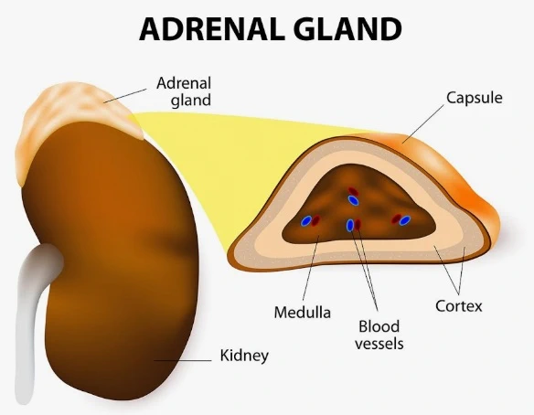 Adrenal glands